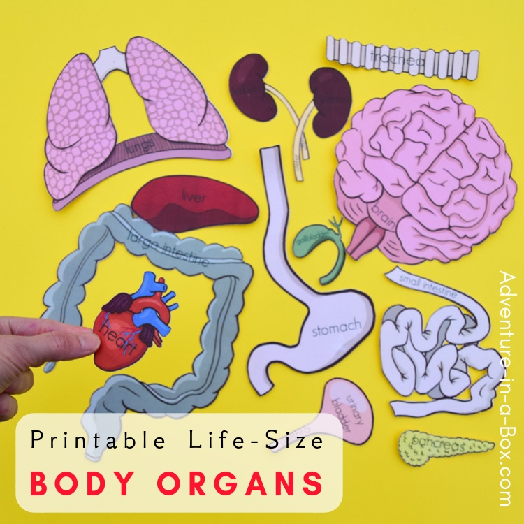 free-printable-life-size-organs-for-studying-human-body-anatomy-with